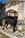 HERO - Triola Cane Corso